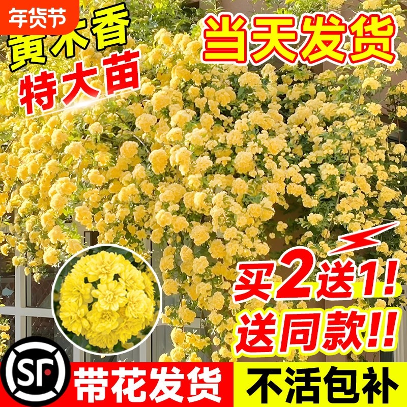 黄木香花苗爬藤植物老桩重瓣蔷薇庭院大苗多季开花白红木香花盆栽,鲜花速递/花卉仿真/绿植园艺,时令草本花卉,淘宝优惠券,粉丝福利购,淘宝优惠卷