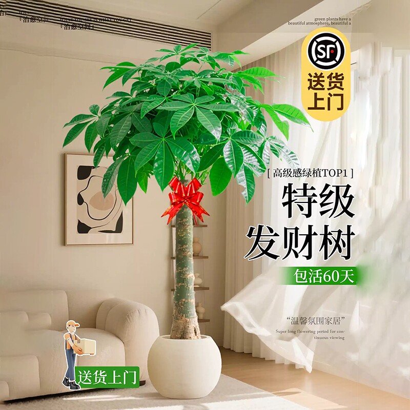 发财树客厅盆栽大花卉绿植物室内办公室四季好养大树客厅摆件盆景