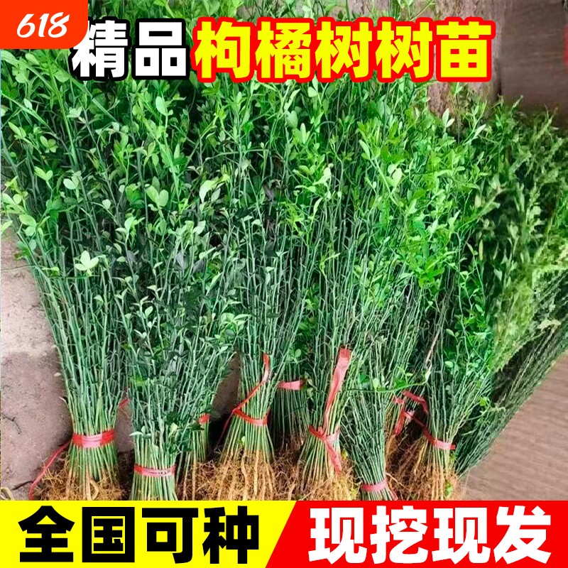 枸橘树苗枳壳苗臭庭院造刺造护栏围墙篱笆墙带刺植物嫁接耐寒耐阴