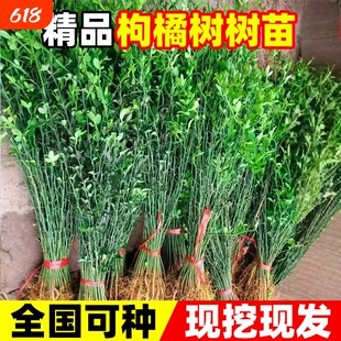 枸橘树苗枳壳苗臭庭院造刺造护栏围墙篱笆墙带刺植物嫁接耐寒耐阴