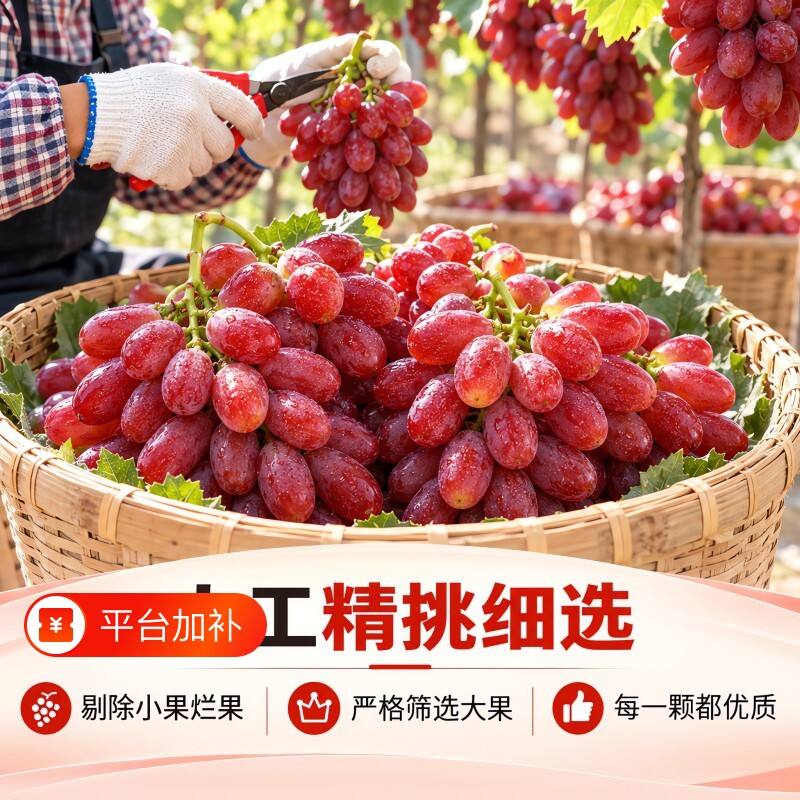 克伦生红提葡萄现摘皮薄现摘整串新鲜孕妇水果提子新鲜水果当季