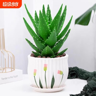 芦荟盆栽室内除甲醛净化空气绿植物办公桌四季好养仙人掌阳台客厅