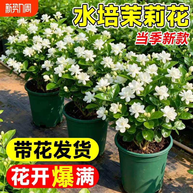 茉莉花盆栽带花苞水培植物办公室内桌面花卉绿植水养鲜花四季开花