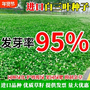 进口三叶草种子红三叶白三叶种籽幸运草四季常青耐寒绿化草坪草籽