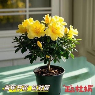 新品 杜鹃花苗盆栽室内外阳台西洋花卉绿植物客厅不带花苞 重瓣四季