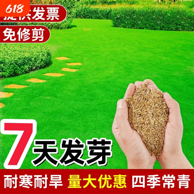 草坪草籽黑麦草子牙根青草皮草籽马尼拉草种籽庭院植物护坡高羊茅