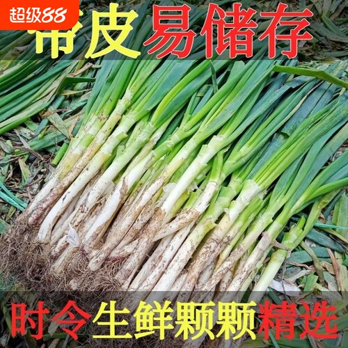 正宗山东铁杆大葱新鲜带皮去半叶带葱根原生态发货5斤装蔬菜时令