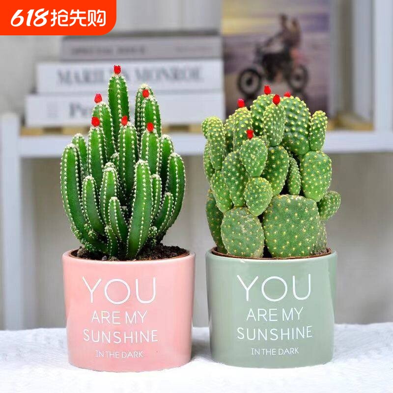 仙人掌多肉植物万重山盆栽客厅绿植花卉室内桌面好养招财防辐射