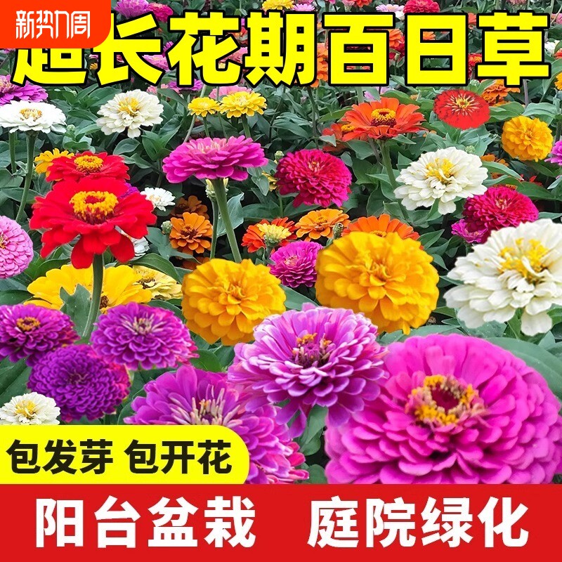 百日草花籽四季百日菊种子庭院阳台开花盆栽野花组合花卉花种籽子