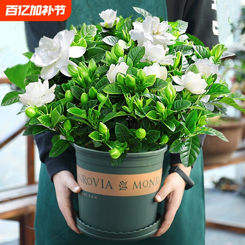 栀子花盆栽九里香老桩水培茉莉花卉绿植物室内四季开花客厅郁金香