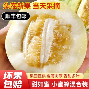 【顺丰包邮】小蜜蜂蜜罐甜瓜当季新鲜水果头茬甜脆香瓜密糖罐瓜