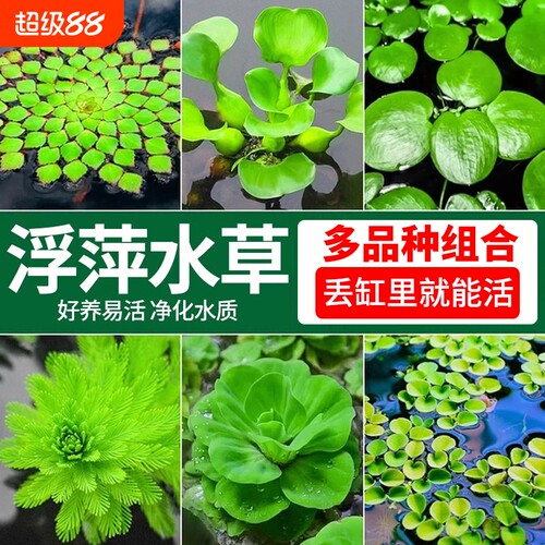 一叶莲浮萍水草|超8000次加购