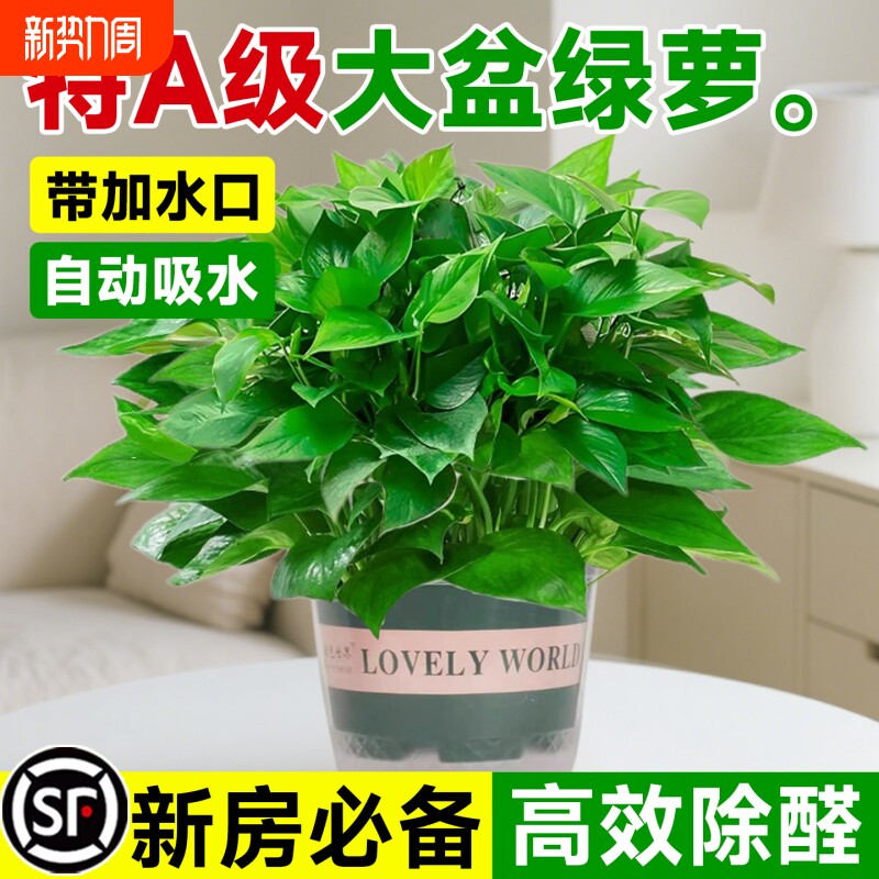 绿萝盆栽室内植物花卉绿植水培长藤垂吊大叶绿箩新房甲醛阳台桌面