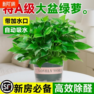 绿萝盆栽室内植物花卉绿植水培长藤垂吊大叶绿箩新房甲醛阳台桌面
