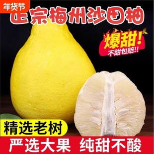 【纯甜】正宗广东梅州沙田柚子金柚白心肉当季孕妇新鲜水果非容县