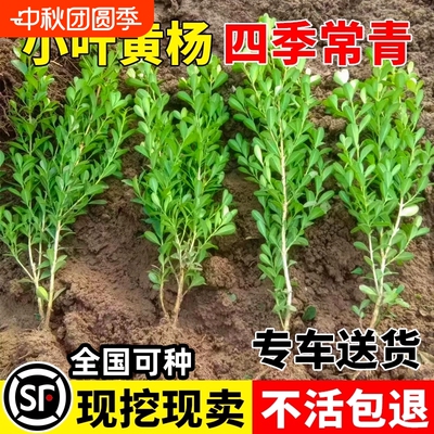 小叶黄杨树苗瓜子黄杨球苗庭院篱笆绿化独杆黄杨大叶黄杨冬青树苗
