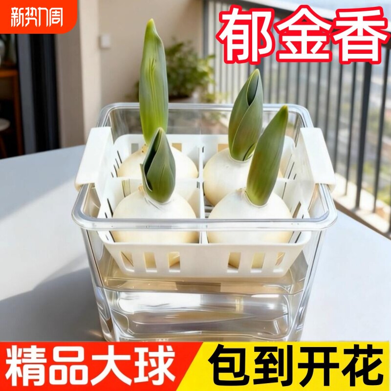 郁金香种球水培花卉定植篮室内花植物四季种子土水养好活盆栽花苗