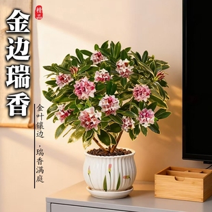 金边瑞香盆栽带花苞室内耐寒绿植四季常绿好养易活花卉净化空气