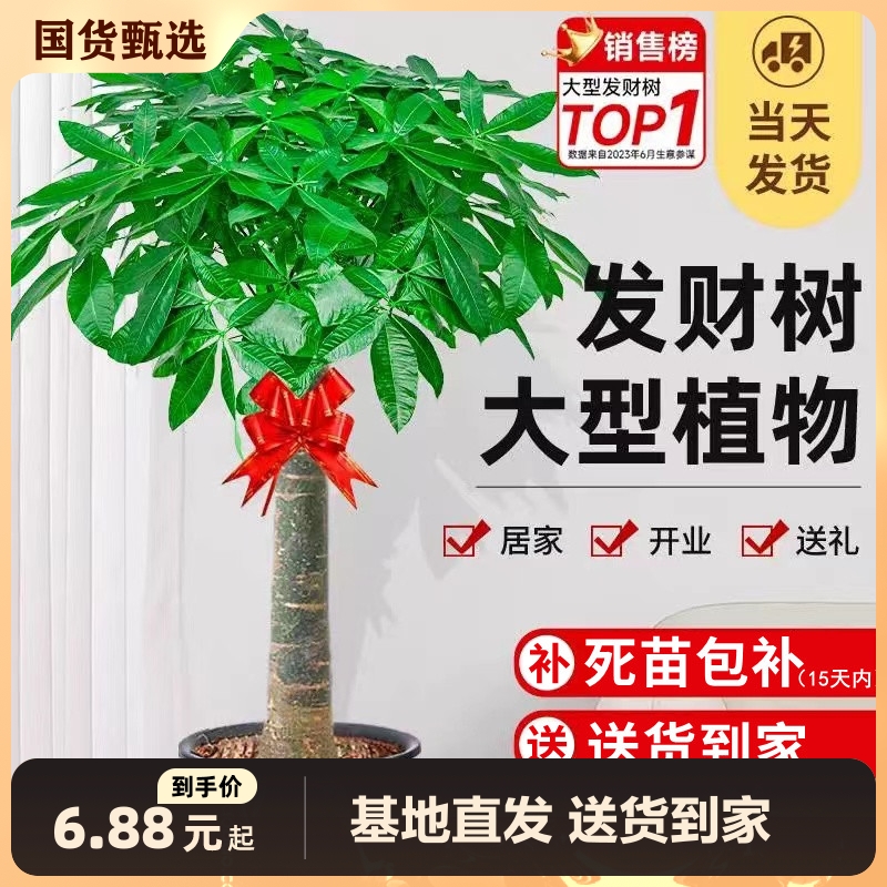 发财树盆栽客厅大型绿植物办公室内招财树盆景吸甲醛乔迁开业送礼