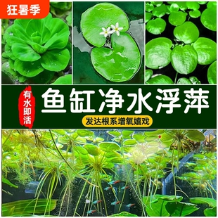 大美浮萍鱼缸水草植物一叶莲造景水培水芙蓉睡莲漂浮水草水质龟缸