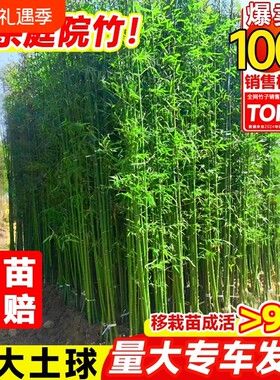 竹子苗庭院四季耐寒植物竹子盆栽紫竹苗罗汉竹绿植凤尾竹金竹客厅
