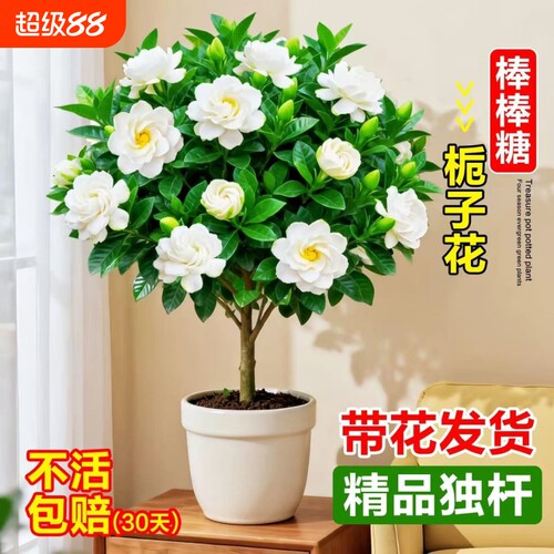 独杆棒棒糖栀子花盆栽带花苞大叶老桩树苗室内阳台四季开浓香花卉