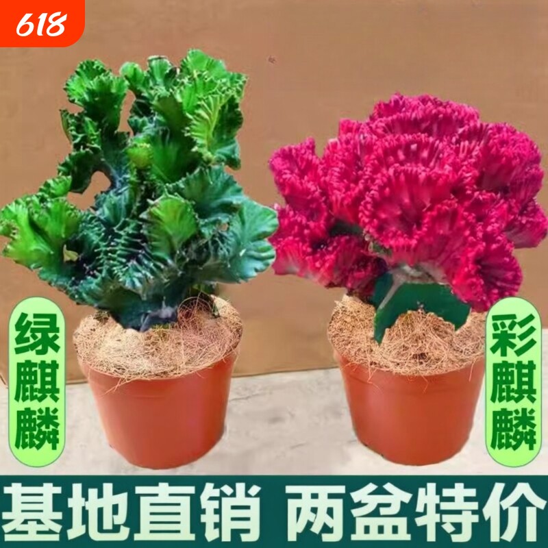 玉麒麟盆栽室内客厅植物花卉多肉红彩麒麟招财摆件阳台办公桌造型