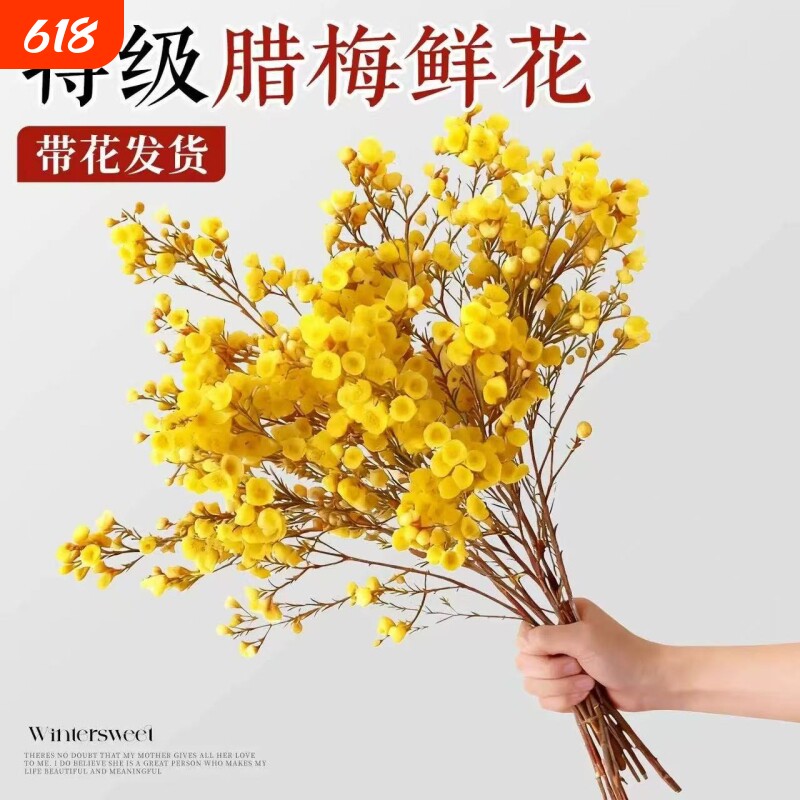 腊梅鲜花家用鲜切干枝四季水培花卉插花绿植物室内耐寒客厅阳台