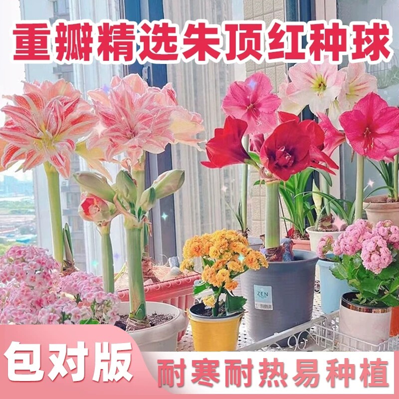 朱顶红阳台庭院盆栽地载耐寒耐热图片