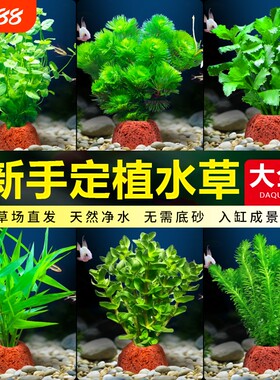 花百年真水草鱼缸水培植物