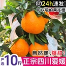 SVIP爱媛38号果冻橙10斤橙子四川柑橘子新鲜水果整箱 果园现摘 包邮