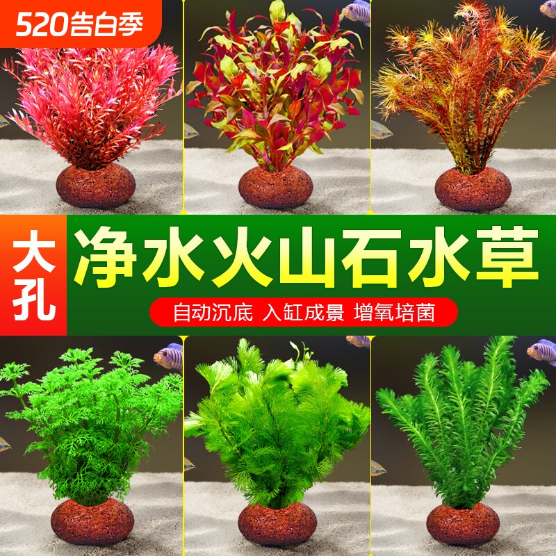 升级火山石水草植物小鱼缸造景真草蜈蚣水榕阴性绿菊净化水质套餐