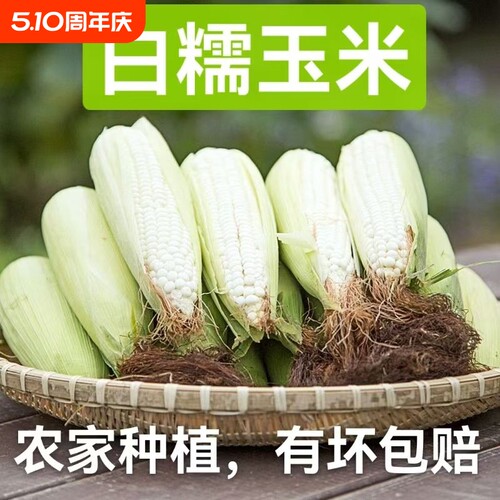 攀枝花深山白甜糯玉米现摘新带皮带壳农户自种玉米棒嫩包谷黏糯