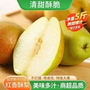 正宗新鲜香梨水果梨子应季 青皮薄红香薄皮酥梨脆甜批发非雪梨 当季