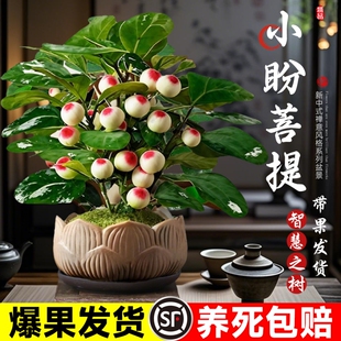小盼菩提盆栽带果室内客厅绿植桌面老桩盆景摆件好养茶室办公室