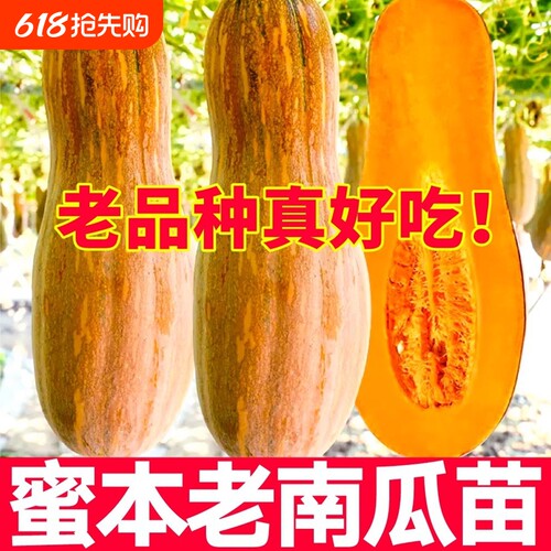 西葫芦秧苗高产早熟农家庭院蔬菜秧苗春夏季菜瓜四季盆栽西葫芦苗