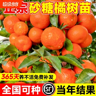 沙糖桔正宗树苗砂糖橘子广西籽橘盆栽方可种带果树果苗金桔脆蜜