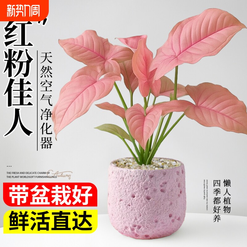 红粉佳人合果芋竹芋盆栽花卉绿植办公室桌面植物盆景摆件四季好养