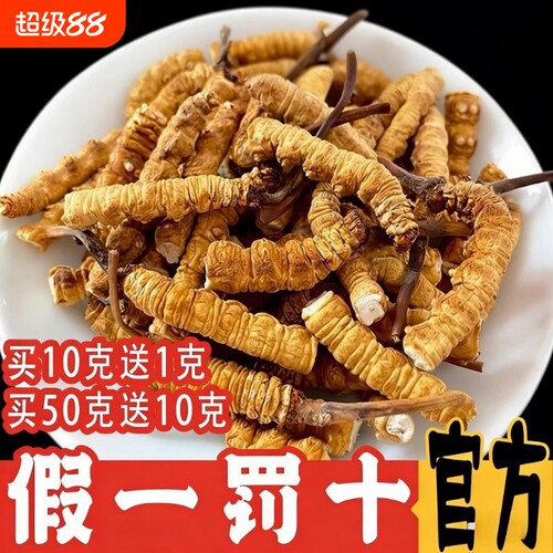 2026西藏那曲头期大断草冬虫夏草