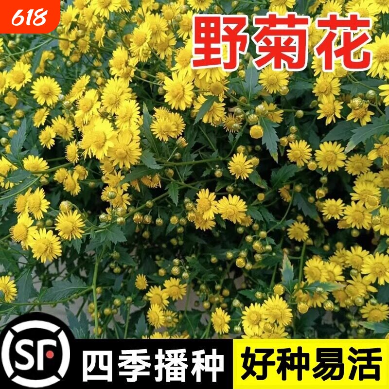 野菊花种子多年生药用食用泡茶花籽庭院盆栽易成活观赏中药材种籽