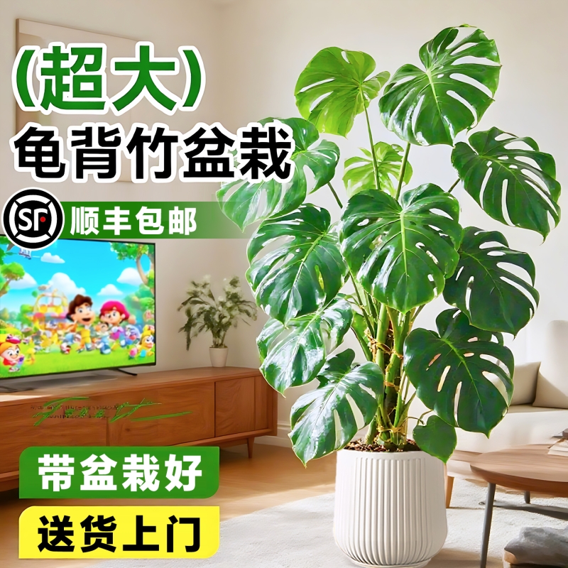 龟背竹客厅大盆栽室内大叶老桩植物电视柜旁边大型绿植落地耐阴
