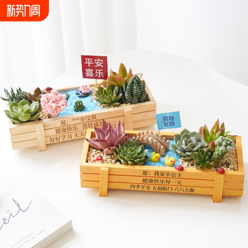 多肉植物组合盆栽含盆含土创意diy拼盘花盆肉肉植物室内绿植花卉