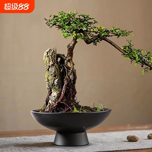 苔藓球托盘水培器皿花盆陶瓷盆中式摆件米竹盆托高脚绿植植物陶土