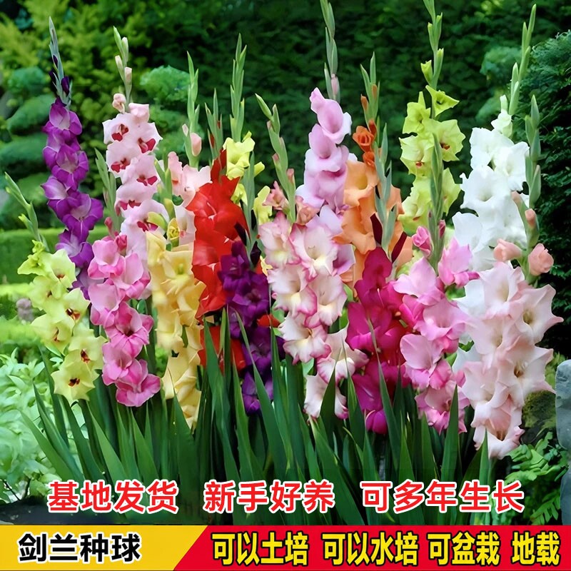 重瓣剑兰花盆栽庭院阳台耐热耐寒图片