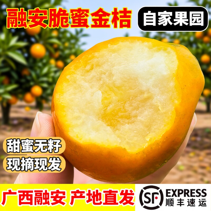 融安脆蜜金柑金桔第三代3斤新鲜水果果园现摘无籽顺丰包邮礼盒装