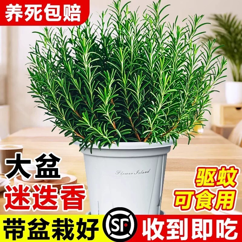大盆迷迭香盆栽可食用驱蚊植物图片