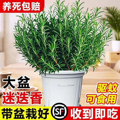 大盆迷迭香盆栽可食用驱蚊植物