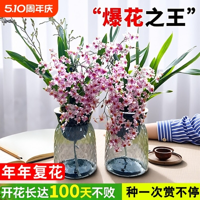 文心兰梦香兰盆栽|超1万次加购