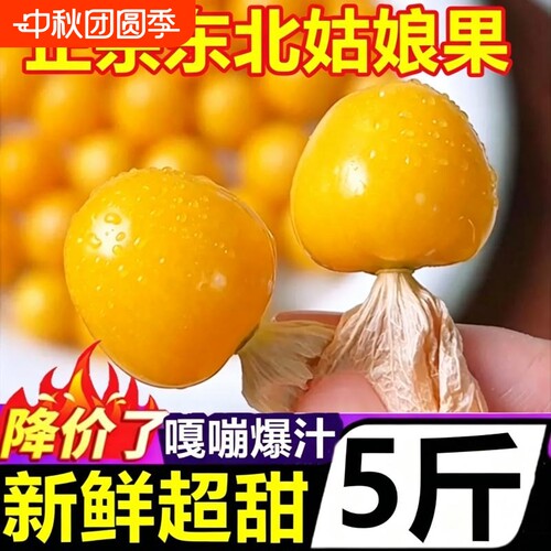 姑娘果东北灯笼果5斤新鲜姑鸟水果应季特产整箱现摘包邮菇娘薄皮
