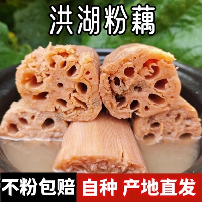 正宗湖北洪湖煲汤粉藕九孔藕莲藕新鲜粉藕糯米糖藕面藕不粉包赔